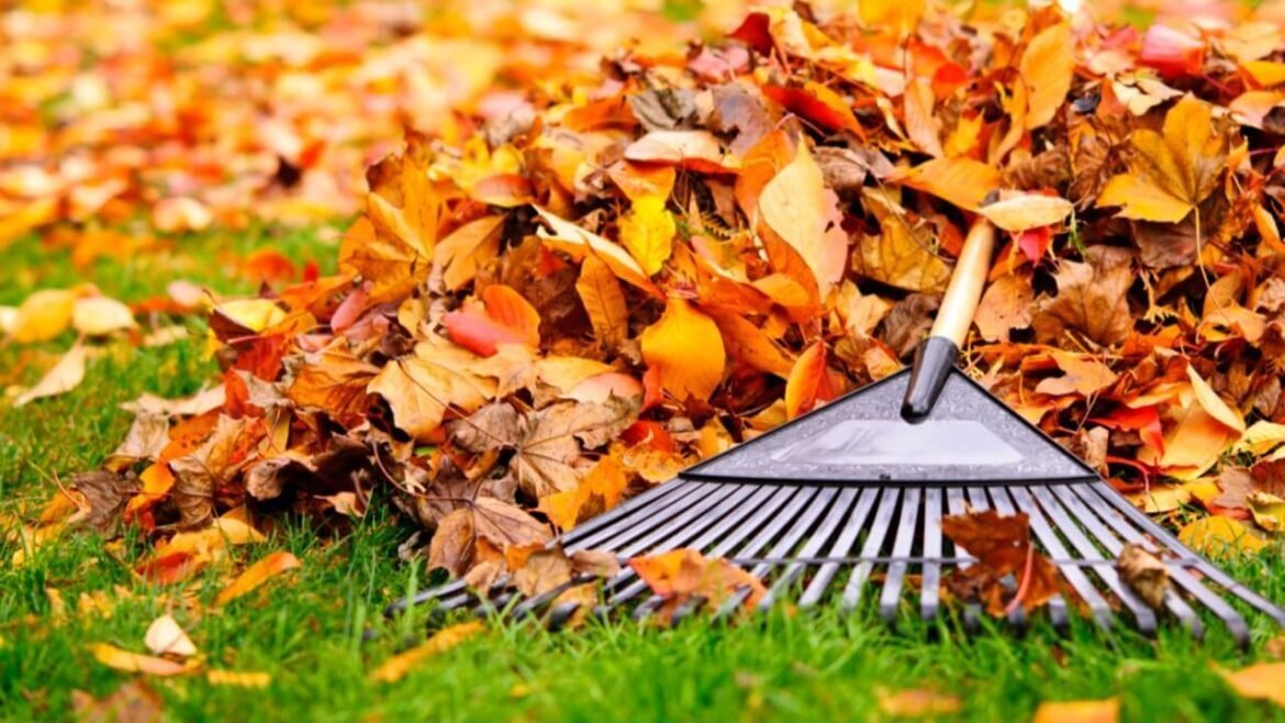 Wohin mit dem Laub im Herbst? Herbstlaub entsorgen: So machst Du es richtig