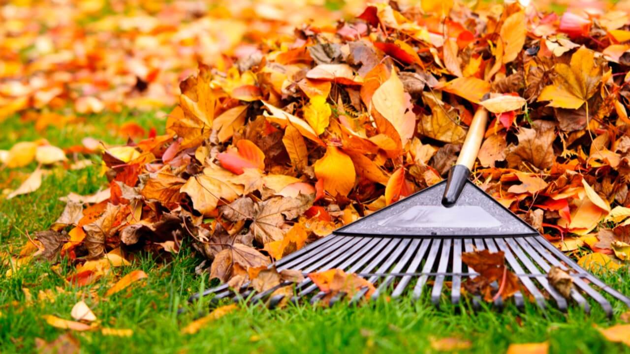 Herbstlaub entsorgen: So machst Du es richtig