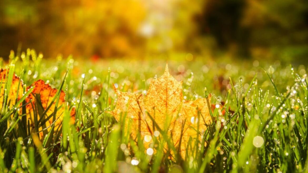 Richtige Rasenpflege im Herbst