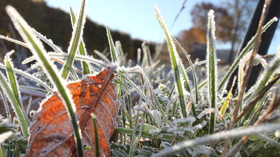 Garten winterfest machen in 8 Schritten