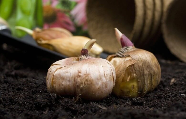 Garten winterfest machen: Zwiebeln setzen