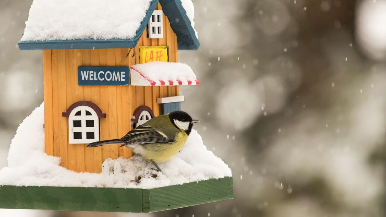 Hilfe für Vögel im Winter Futterhaus für Vögel