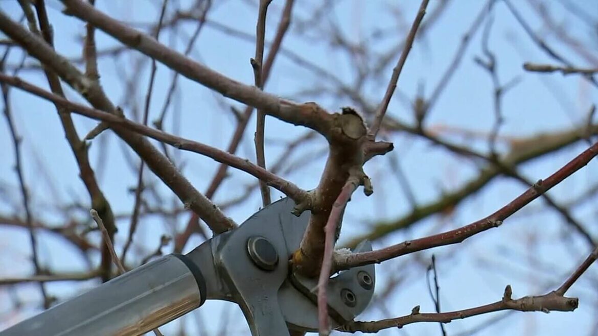 Baumschnitt im Winter: Das musst Du wissen