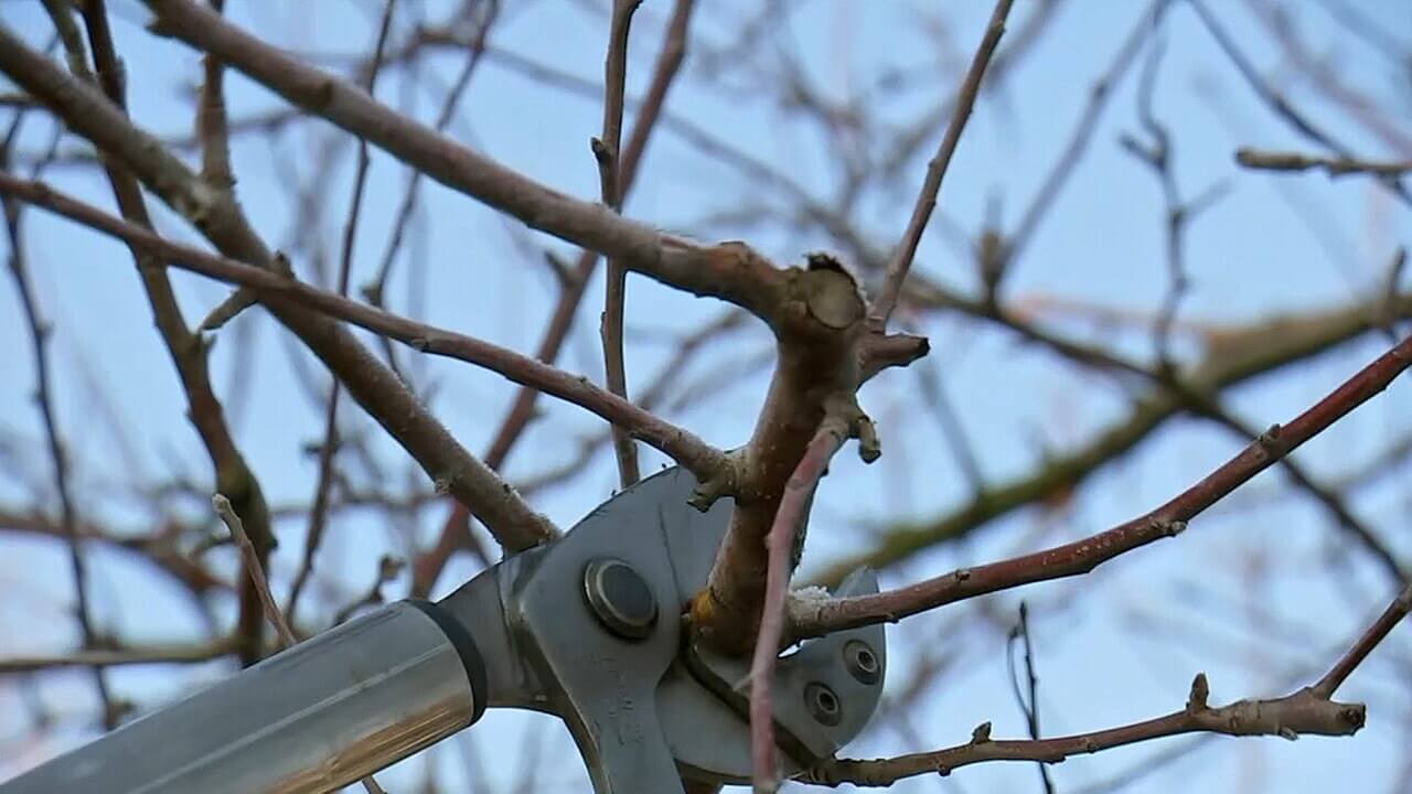 Baumschnitt im Winter: Das musst Du wissen