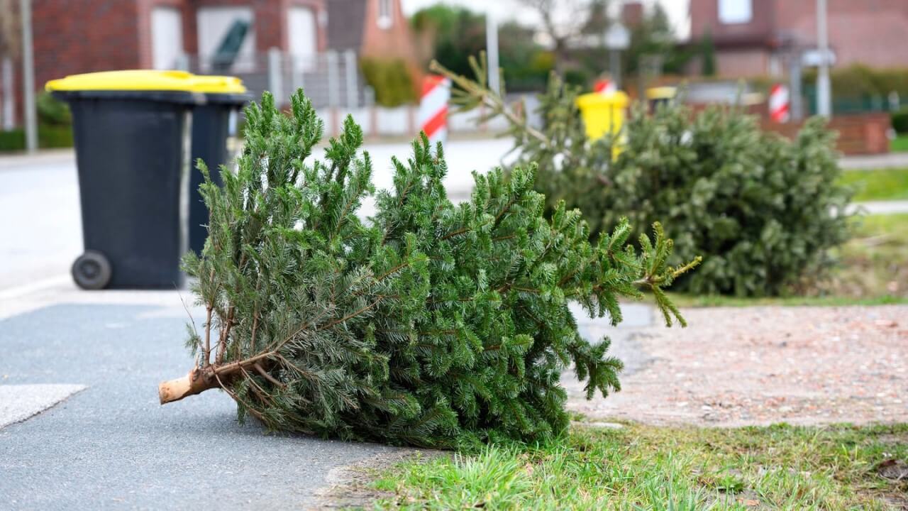 Den Tannenbaum richtig entsorgen Tannenbaum entsorgen: So machst Du es richtig