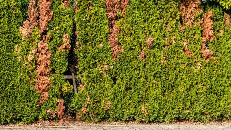 Löche rin einer Hecke schließen