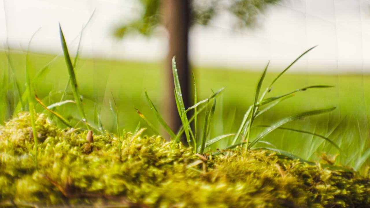 Moos entfernen: 5 effektive Tipps