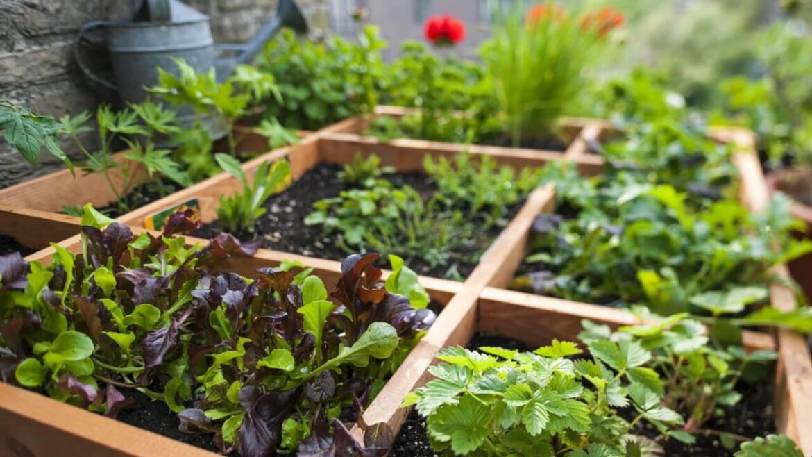 Balkongemüse anpflanzen