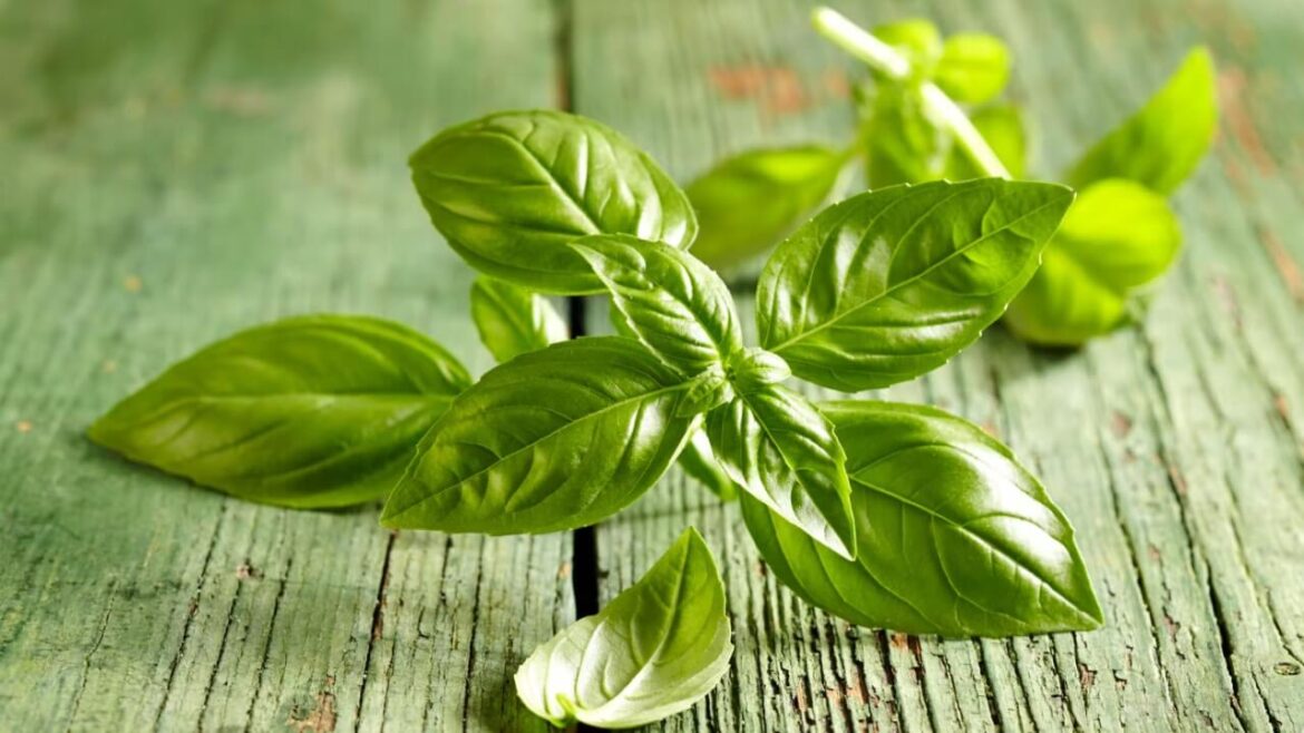 Basilikum Pflege: Die besten Tipps für eine reiche Ernte