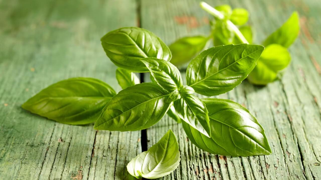 Basilikum Pflege: Die besten Tipps für eine reiche Ernte