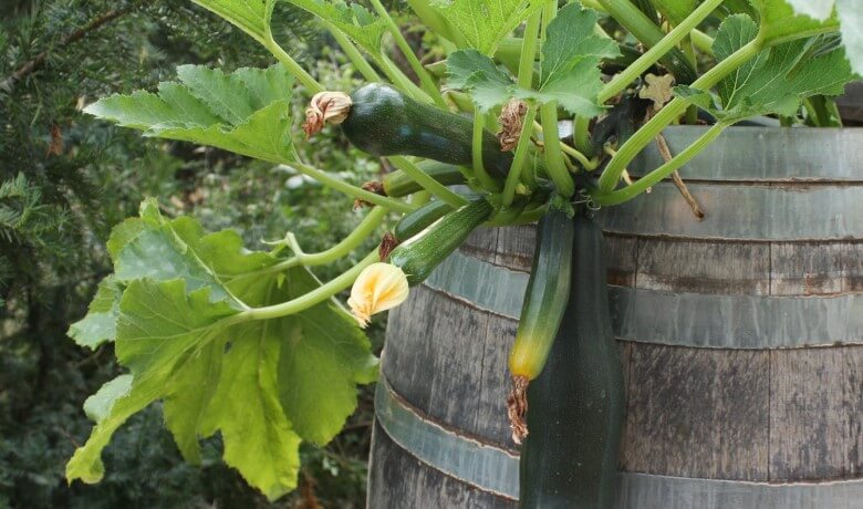 Garten Deko Ideen: Altes Weinfass als Hochbeet