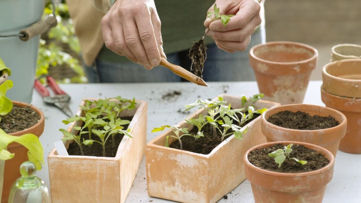 Tomaten pikieren: Schritt für Schritt Tomaten umtopfen