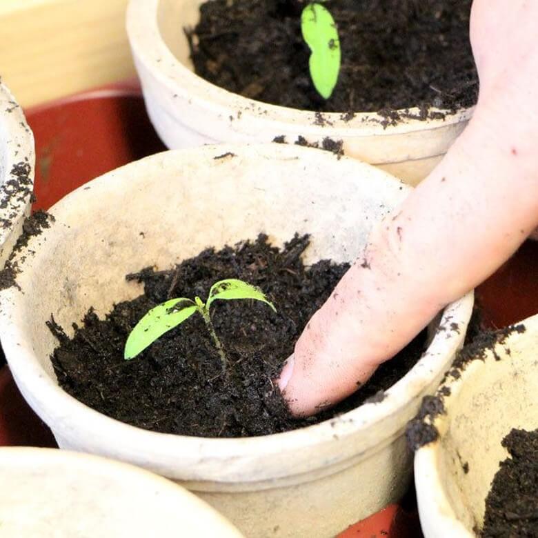 Tomaten pikieren: Einzelne Pflanze einstzen