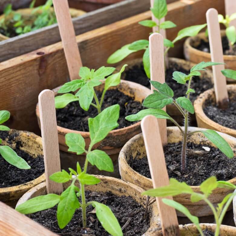 Tomaten pikieren: Tomatenpflanzen umtopfen