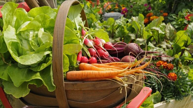 Gartenarbeiten im Juli: Gemüse ernten