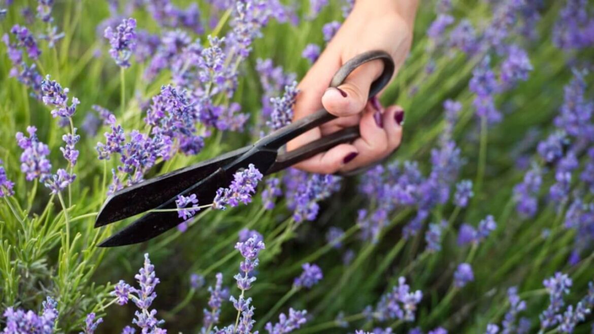 Wann Lavendel schneiden: So machst Du es richtig