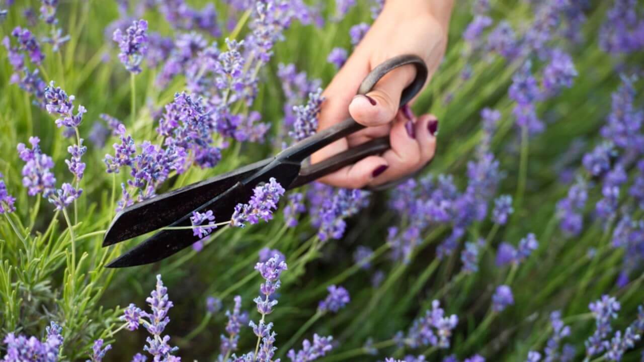Der richtige Zeitpunkt zum Lavendel schneiden Wann Lavendel schneiden: So machst Du es richtig