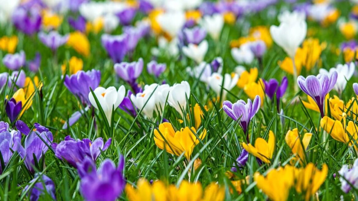 Blumenzwiebeln pflanzen: Der richtige Zeitpunkt und weitere wichtige Tipps