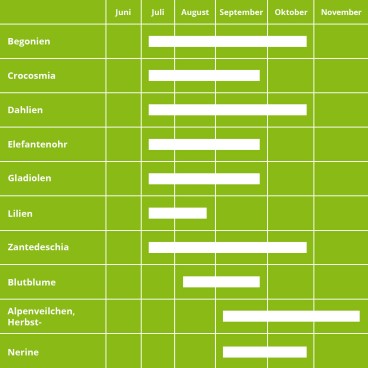 Blumenzwiebeln pflanzen: Zeitraum für Sommerblüher