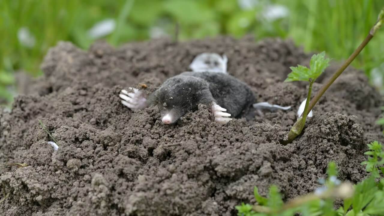 Maulwurf vertreiben: Die besten methoden auf einem Blick