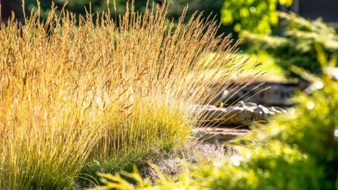Ziergräser schneiden: Wann ist der richtige Zeitpunkt