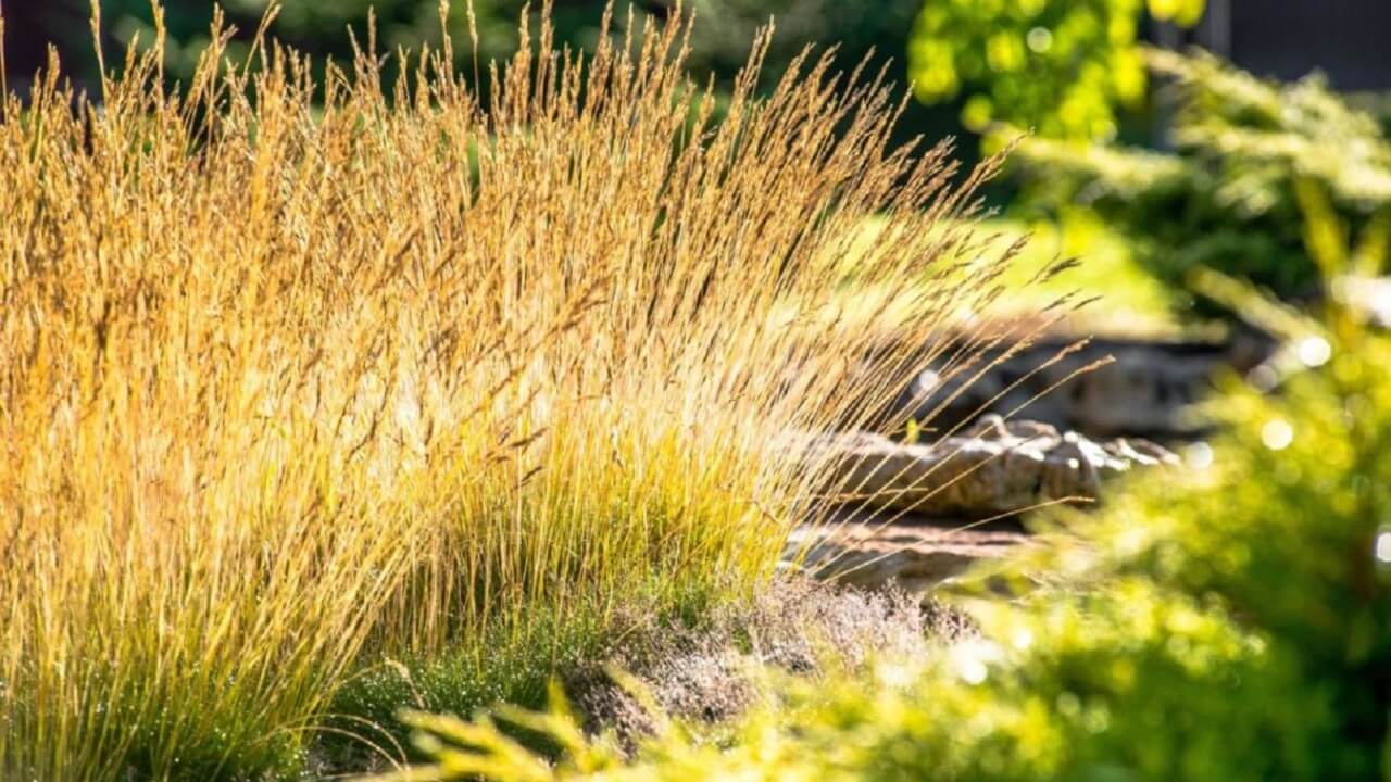 Ziergräser schneiden: Wann ist der richtige Zeitpunkt