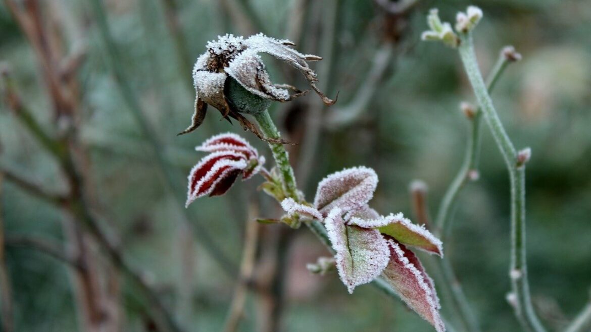 Gartentipps November: Diese Arbeiten stehen im Garten an