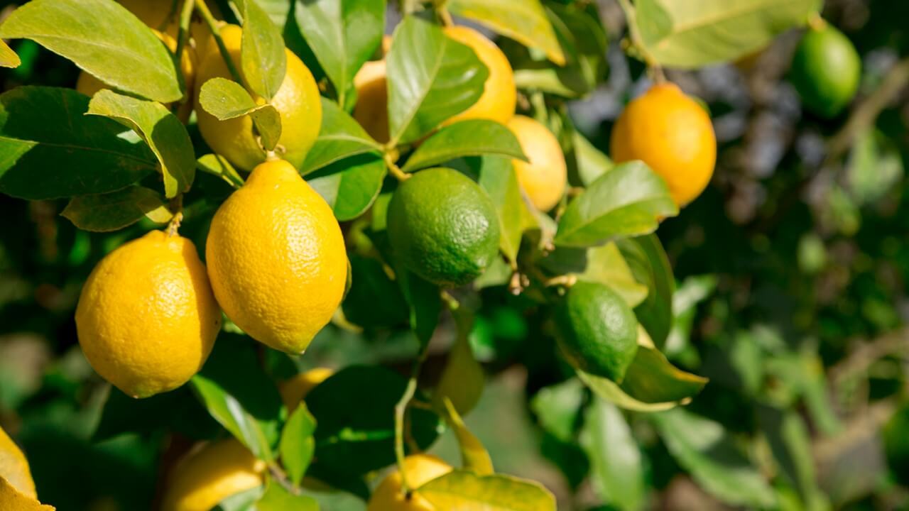 Tipps und Trick, wie der Zitronenbaum richtig überwintert Zitronenbaum überwintern: So klappt es garantiert