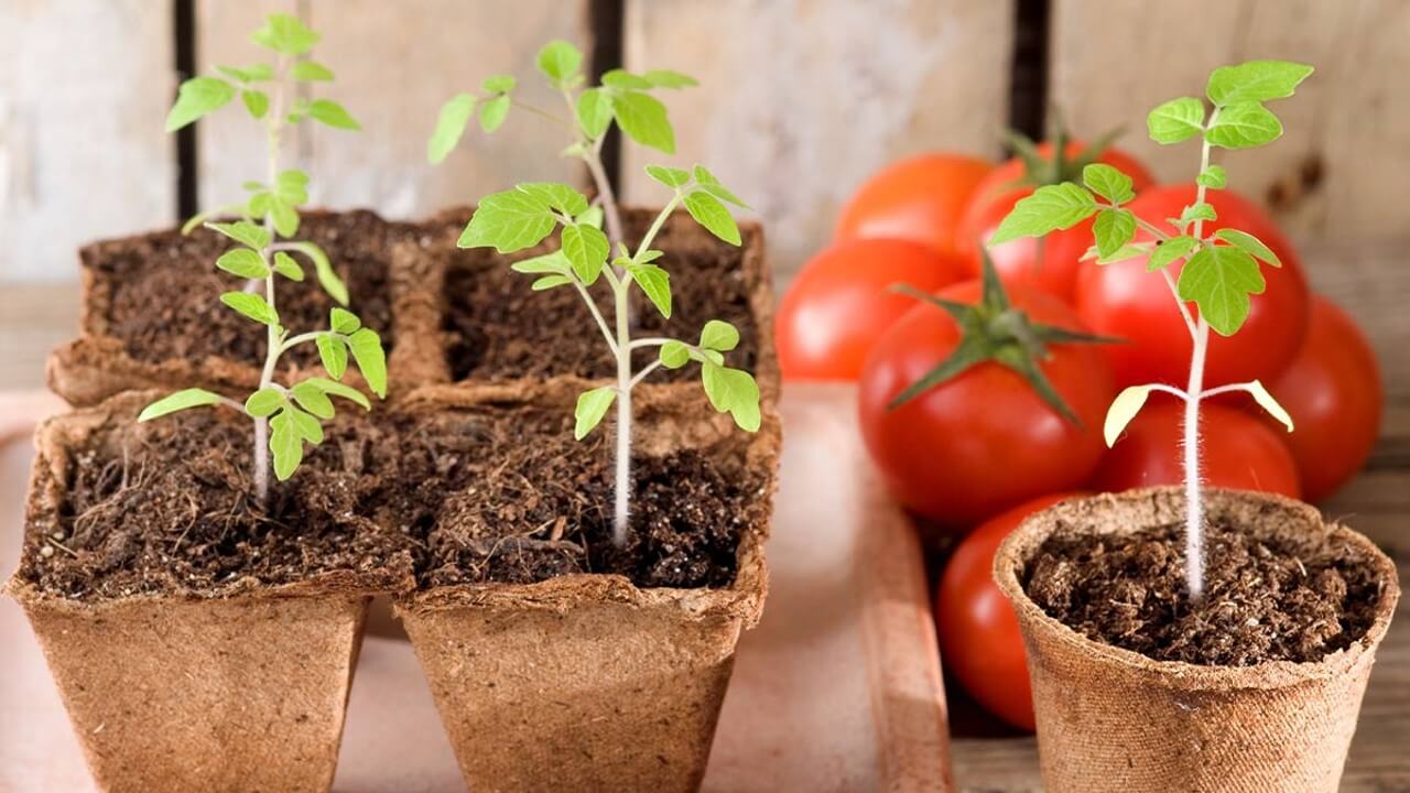 Aussaat im Februar: 5 Pflanzen, die Du jetzt schon aussäen kannst