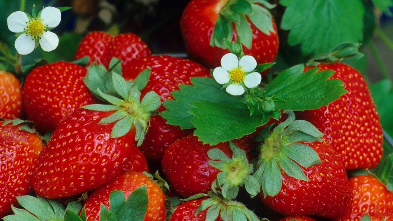 Wann pflanzt man Erdbeeren?