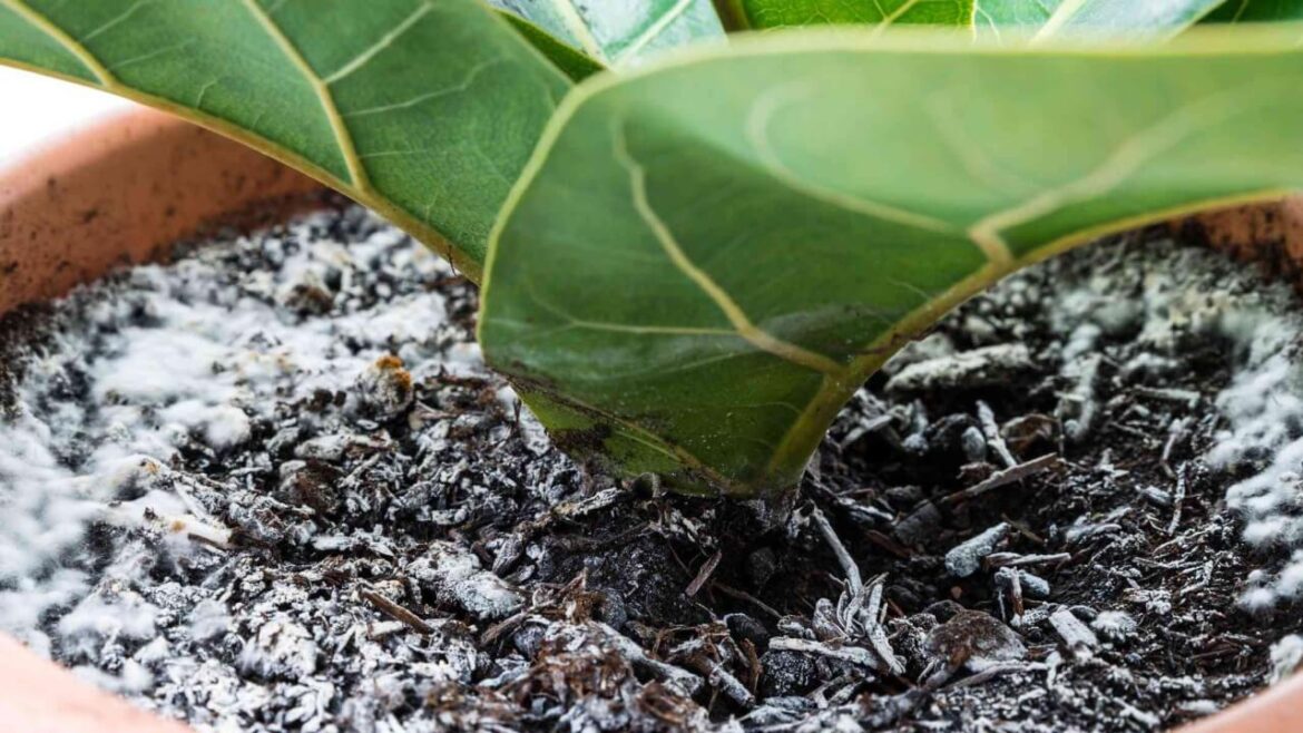 Schimmel im Blumentopf: Schnelle, sichere Hilfe