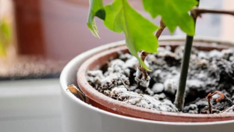 Schimmel im Blumentopf: Was kannst Du dagegen tun?