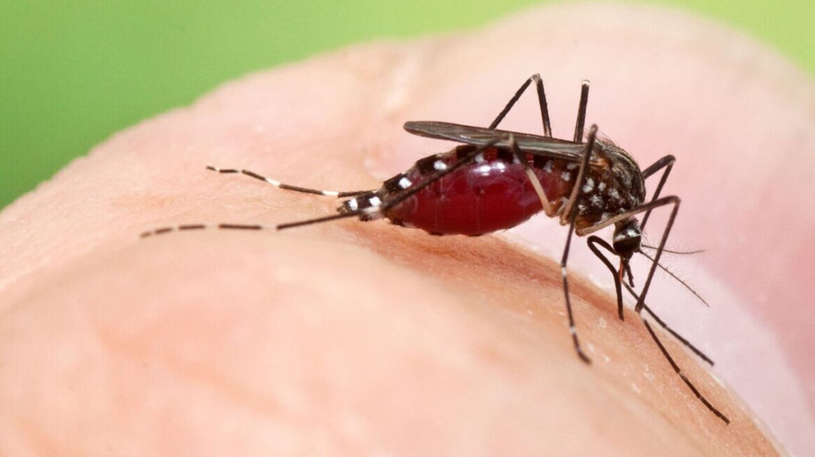 Mückenfallen bauen: Einfache Schritt für Schritt Anleitungen