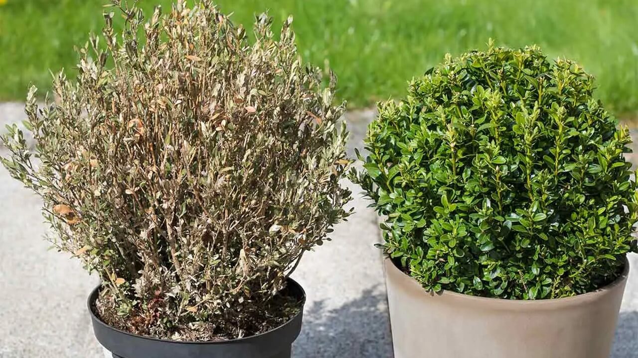 Buchsbaumzünsler bekämpfen: Das hilft wirklich