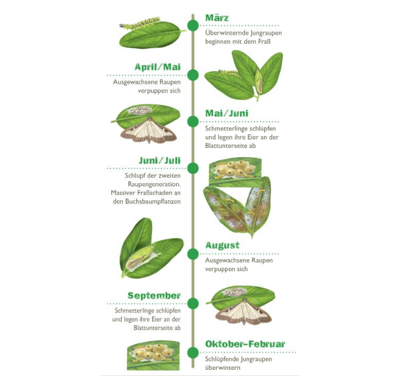 Buchsbaumzünsler bekämpfen: Lebenszyklen des Buchsbaumzünslers