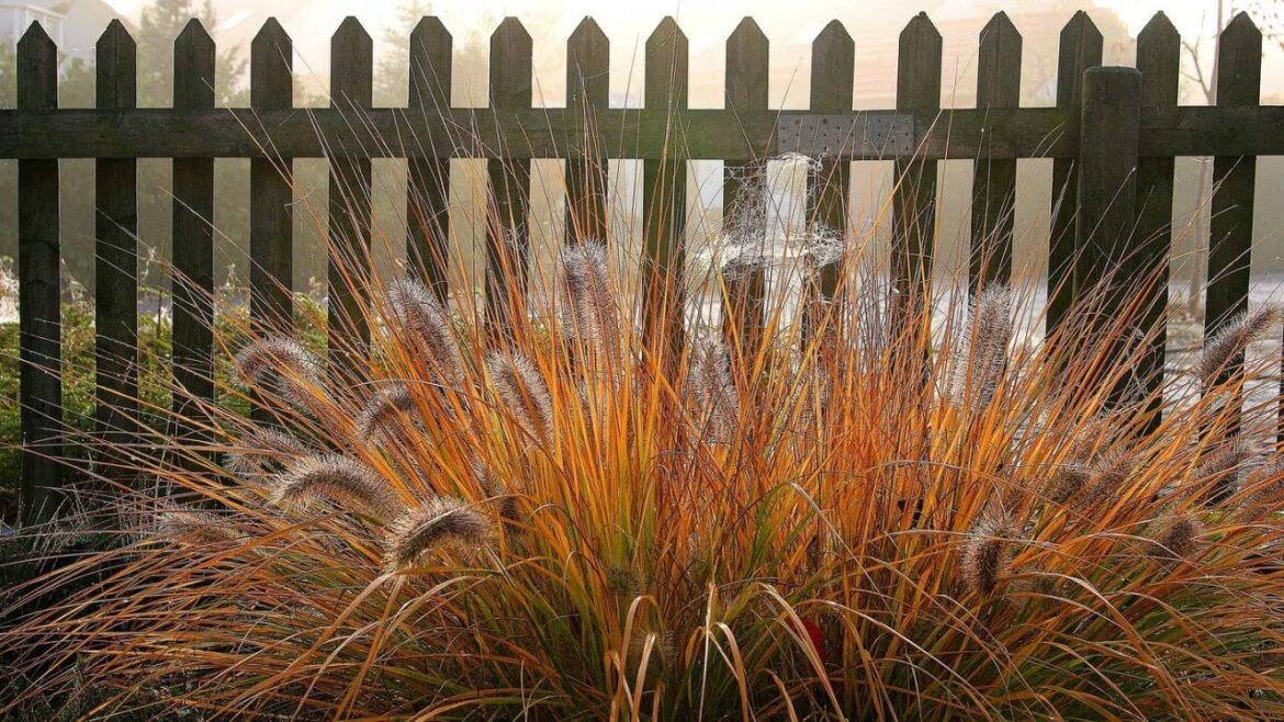 Ziergras: Zierde für jeden Garten