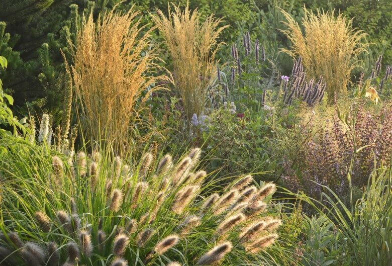 Ziergras: Aufgaben im Garten