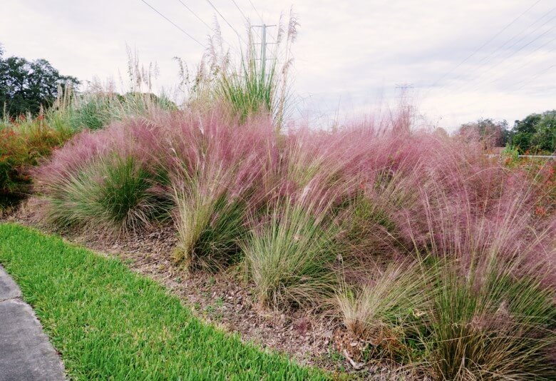 Rosa Muhly Gras