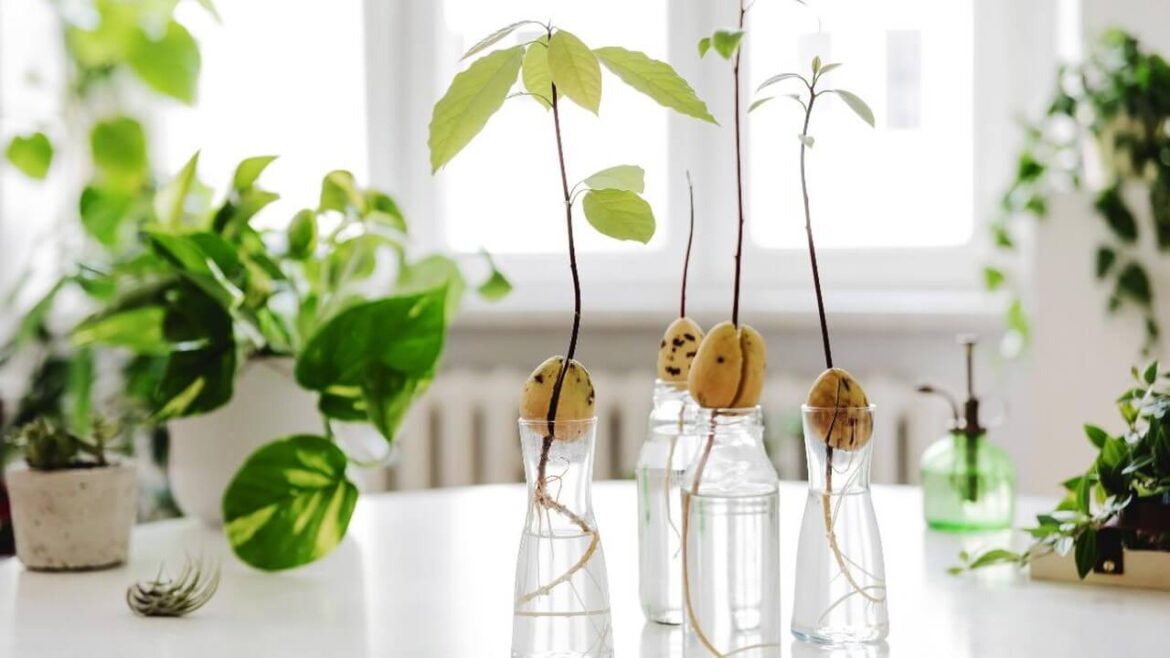 Avocados züchten: Schritt für Schritt Anleitung