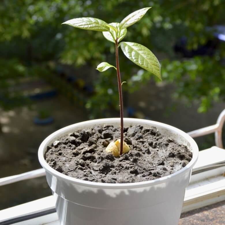 Avocados züchten: Avocado einpflanzen