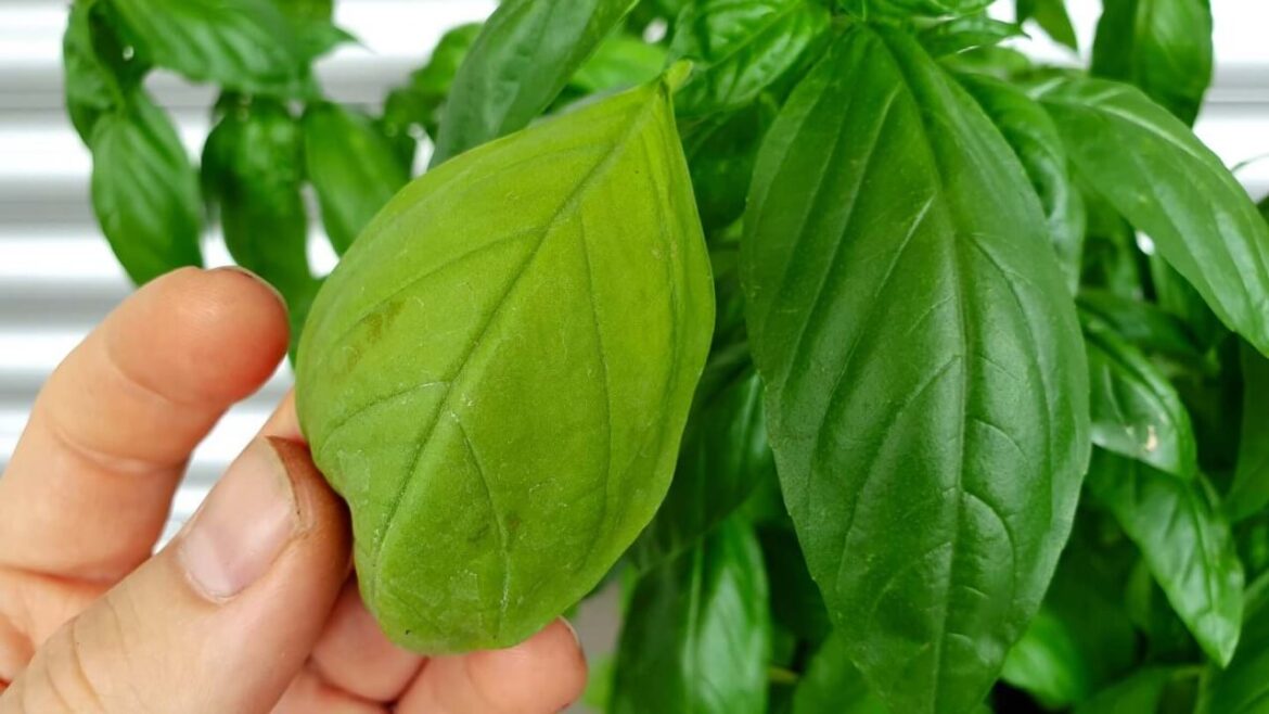 Basilikumblätter werden gelb: Was Dir jetzt wirklich hilft