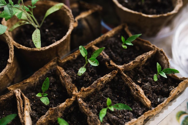 Gartenarbeiten im März: Samen auspflanzen